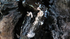 Xylaria
