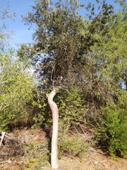 Forchhammeria watsonii