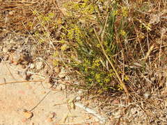 Bupleurum rigidum paniculatum