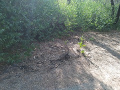 Lampropeltis californiae