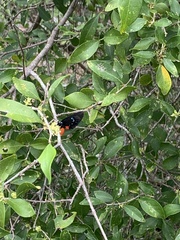 Eumaeus atala