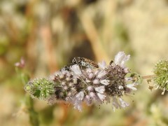Acmaeoderella adspersula