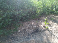 Lampropeltis californiae