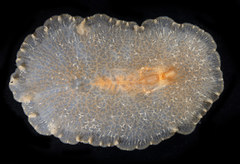 Planoceridae