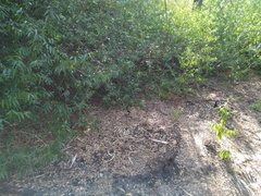 Lampropeltis californiae