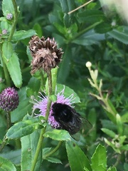 Bombus lapidarius