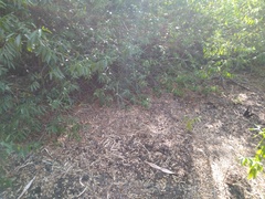 Lampropeltis californiae