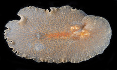 Planoceridae