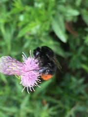 Bombus lapidarius