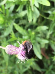Bombus lapidarius