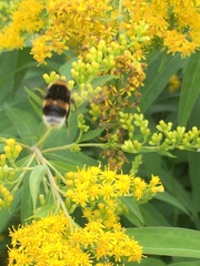 Bombus