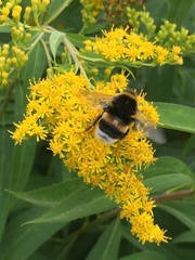 Bombus