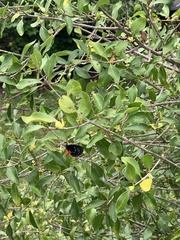 Eumaeus atala