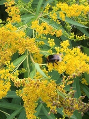 Bombus