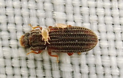Bitoma quadricollis