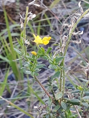 Genista germanica