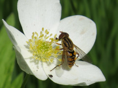 Parhelophilus laetus