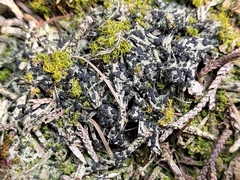 Bilimbia sabuletorum