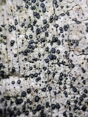 Cresponea chloroconia