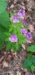 Geranium