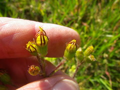 Senecio paarlensis