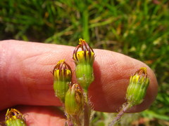 Senecio paarlensis