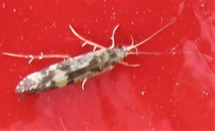 Agraylea
