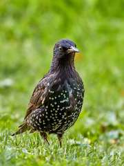Sturnus vulgaris