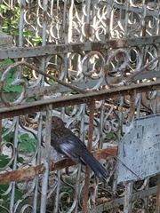 Turdus merula