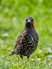 Sturnus vulgaris
