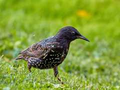 Sturnus vulgaris