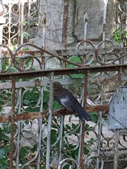 Turdus merula