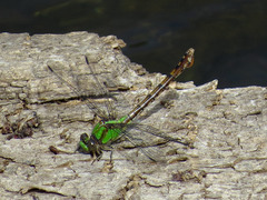 Ophiogomphus rupinsulensis