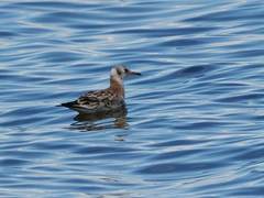 Chroicocephalus ridibundus