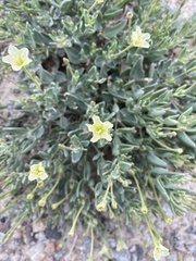 Acleisanthes lanceolata