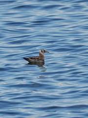 Chroicocephalus ridibundus