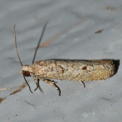Epinotia celtisana