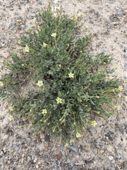 Acleisanthes lanceolata