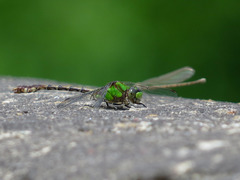Ophiogomphus rupinsulensis
