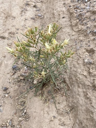 Jemez Mountains Blazingstar (Mentzelia todiltoensis)