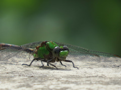 Ophiogomphus rupinsulensis