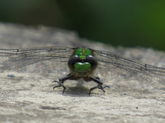 Ophiogomphus rupinsulensis