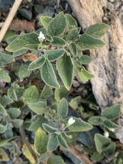 Solanum villosum