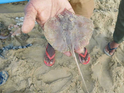 Bengal whipray (Brevitrygon imbricata) — Dasyatidae — 5