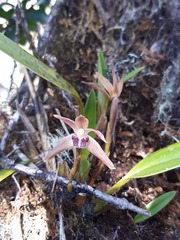 Maxillaria rotundilabia