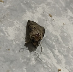 Agrotis malefida