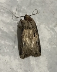 Agrotis malefida
