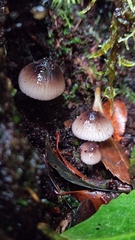 Mycena atroincrustata