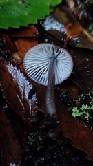 Mycena atroincrustata