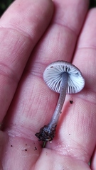 Mycena atroincrustata